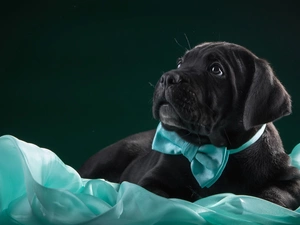 Cane Corso, dog, Puppy