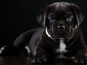 dog, Puppy, Cane Corso, lying