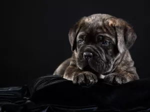Cane Corso, young, Puppy