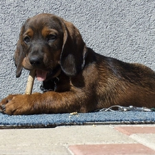 Puppy, dachshund