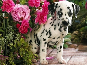 Dalmatian, roses, garden, Puppy