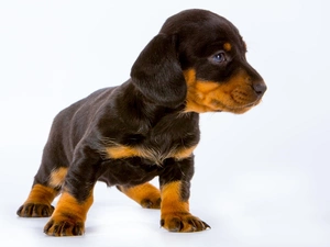 Puppy, Dachshund Shorthair, dog