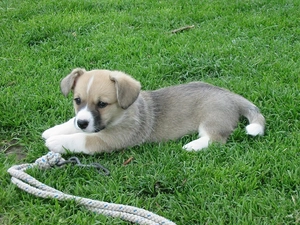 dog, grass, cord, Puppy