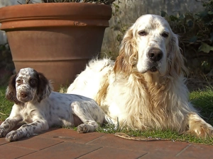 dog, setter, English, Puppy