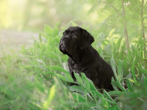 Cane Corso, grass, Puppy, Black, dog