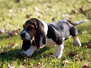 dog, Leaf, grass, Puppy