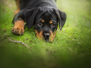 dog, Rottweiler, grass, Puppy