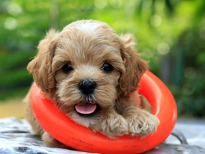 dog, circle, rescue, Puppy