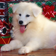 Puppy, gifts, White, God, dog, birth