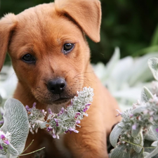 doggy, Puppy, ginger