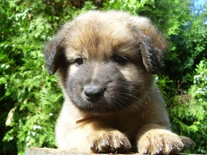 Puppy, honeyed, doggy