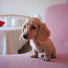 dachshund, Puppy, honeyed, doggy