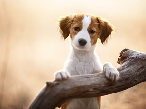 dog, Alpine Dutch, Lod on the beach, Puppy