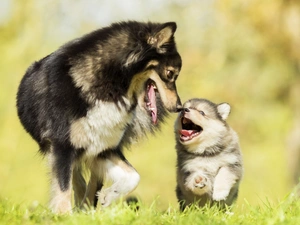adult, Puppy, Finnish Lapphund, dog