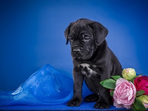Puppy, Flowers
