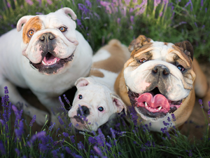 Dogs, Puppy, folks, English Bulldogs