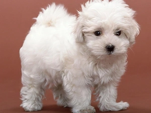Puppy, Bichon frise