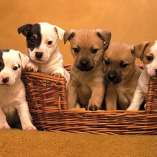 full, puppy, basket