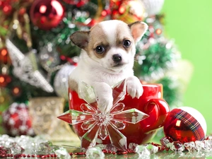 Puppy, gifts