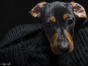 dog, Puppy, Golf, Dachshund Shorthair