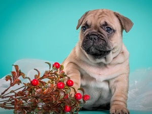 Puppy, pug, honeyed