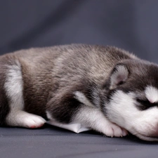 Puppy, Siberian Husky, sleepy