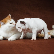 Puppy, French Bulldog, kitten