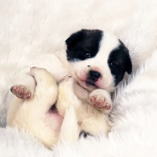 Puppy, Landseer