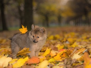dog, Puppy, Leaf, Toy Spitz