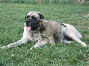 Puppy, English mastiff, bitch