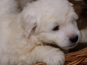 Polish Tatra Sheepdog, Puppy