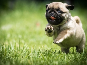 Puppy, grass, pug