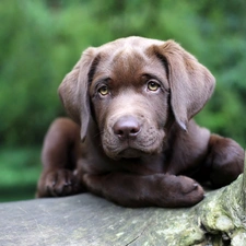 Puppy, retriever, Brown