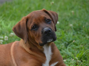 Rhodesian ridgeback, dog, Puppy