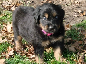 Puppy, Rottweiler
