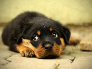 Puppy, lying, Rottweiler