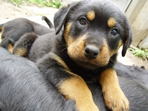 Puppy, Rottweiler