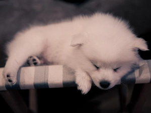 Puppy, sleepy, Samojed