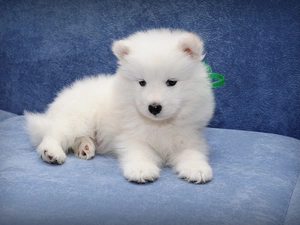 Puppy, Samojed