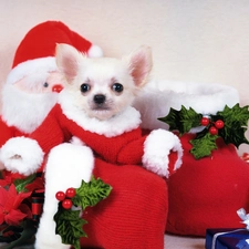Puppy, Chihuahua, Santa