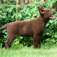 Puppy, Australian Shepherd - Kelpie