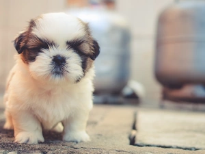 Shih Tzu, dog, Puppy