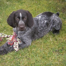 Puppy, German Shorthaired Pointer