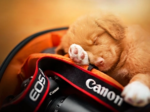 sleepy, Camera, Canon, Puppy