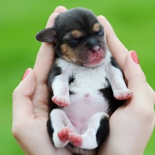 small, Puppy, hands