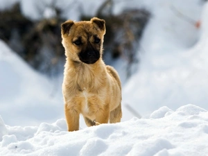 Puppy, snow
