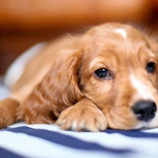 Spaniel, Puppy, Cocker