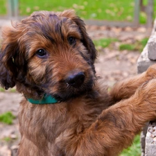 Puppy, Irish Terrier, peeping