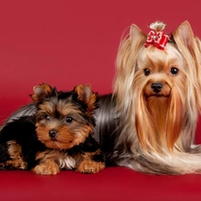 Puppy, Yorkshire Terrier, mother