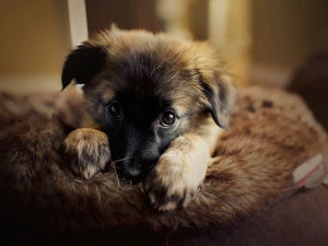 The look, honeyed, Puppy